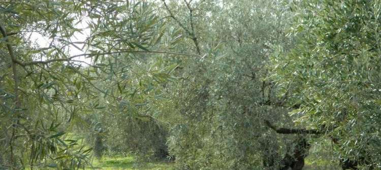 tradición olivarera